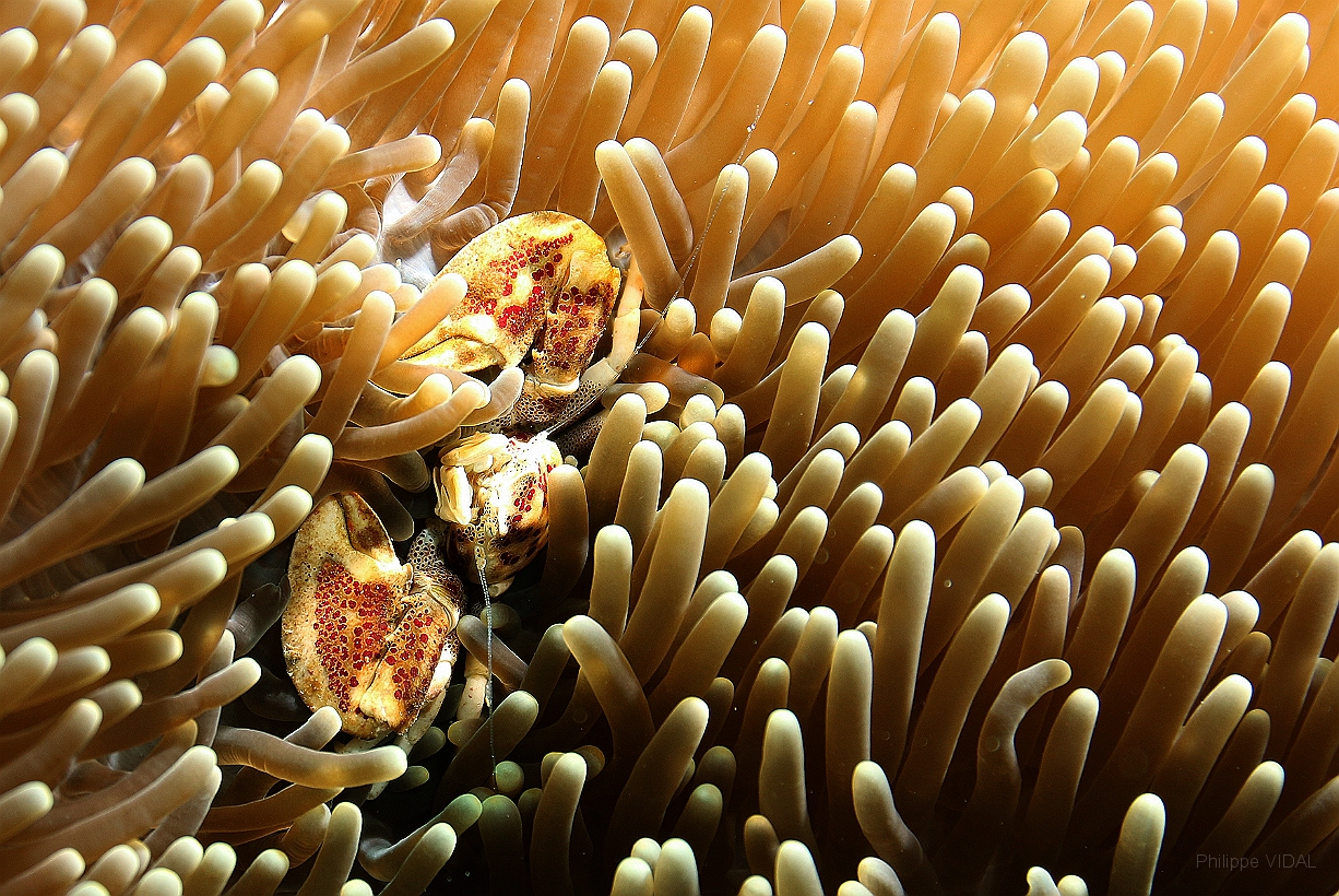 Sipadan_2015_Crabe porcelaine des anemones_Neopetrolisthes maculatus_IMG_2836_rc.jpg